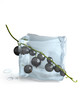black currant frozen in ice