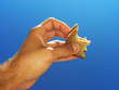 Pausenbrot