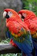 Scarlet Macaw