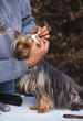 nettoyage  Silky terrier