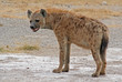 Photo: Hyäne, Tüpfelhyäne, Afrika, Kenia, wildlife Hyäne, Tüpfelhyäne, Afrika, Kenia, wildlife