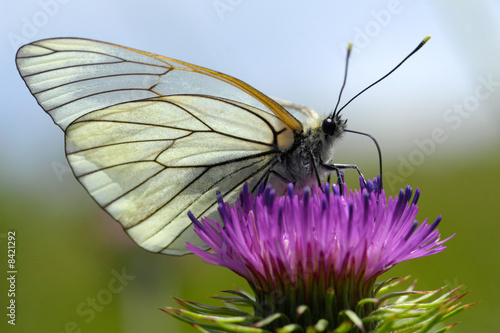Photo: Farfalla su fiore Farfalla su fiore