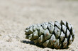 Pomme de pin sur le sable