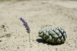 pomme de pin sur le sable de la dune, avec lavande