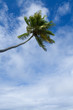 Photo: Cocos palm Cocos palm