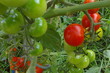 Tomaten am Strauch