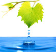 drop
