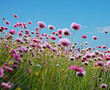 canvas print picture pink flowers in a field