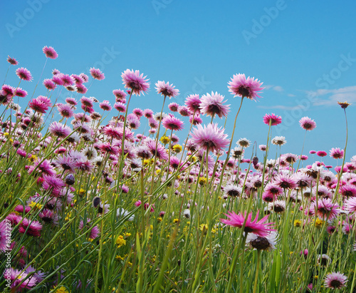 Foto: pink flowers in a field pink flowers in a field