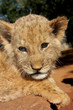 Lion Cub