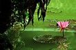 nenuphar nenuphar