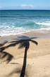 Palm Shadow