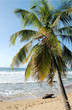 Lone Palm