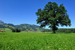 Arbre Arbre