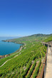 Vignes de Lavaux