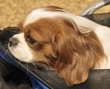 Shitzu resting head