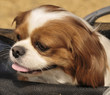 Shihtzu Resting