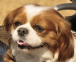Shihtzu