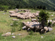 troupeau de moutons