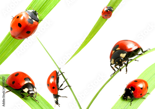Photo: ladybug family ladybug family