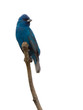 Blue Bird