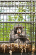 Caged Chimp