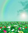 Spring scenery. Primroses. Rainbow
