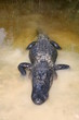 alligator