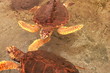 Two loggerhead sea turtle  swiming in shallow water