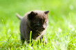 Small black cat looking forward Small black cat looking forward