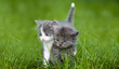Two small cat Two small cat