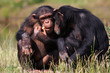 chimpanzees eating a carrot chimpanzees eating a carrot