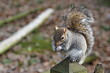 Ecureuil gris (Sciurus carolinensis)