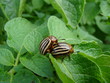 Couple of potato beetles