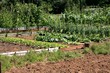 potager potager