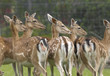 Gruppendynamik