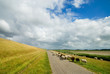 sheep on the road