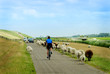 cycling on a road with sheep cycling on a road with sheep