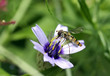 Syrphe posé sur une fleur