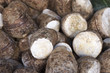 Root vegetables at the market