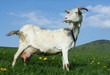 Goat
