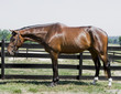 Good looking horse Good looking horse