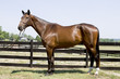 Good looking horse