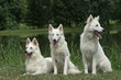 berger blanc suisse