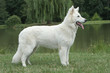 berger blanc suisse