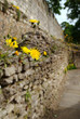 Dandelions on Roman Wall