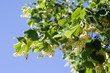 Fleurs de tilleul sur son arbre