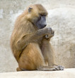 ennui