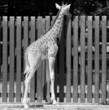 girafon