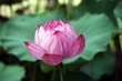 Lotus: Blatt und Blüte